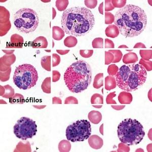 Trivia de Hematopoyesis