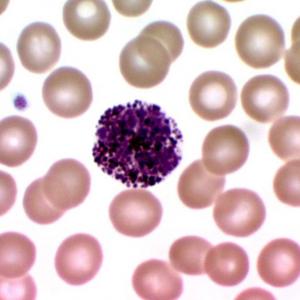 Células Hematopoyesis