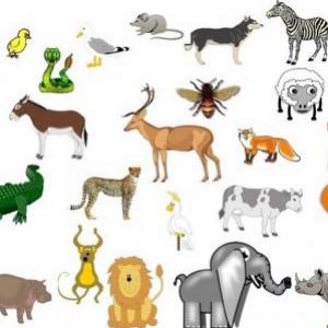ANIMALES VERTEBRADOS E INVERTEBRADOS