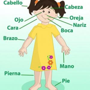 Partes Del Cuerpo