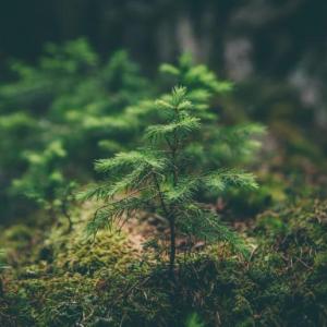 La naturaleza y su entorno