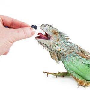 Alimentando Reptiles...
