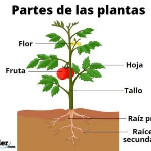partes de la plantas