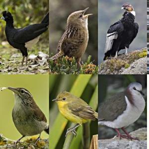 Aves de la sabana de Bogotá