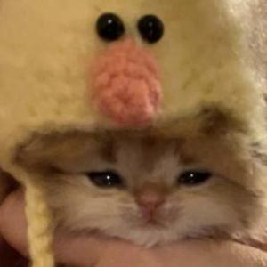 Gatos