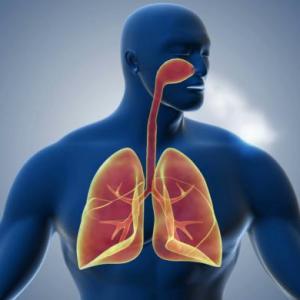Sistema Respiratorio 