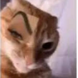 las matematicas de gatuno