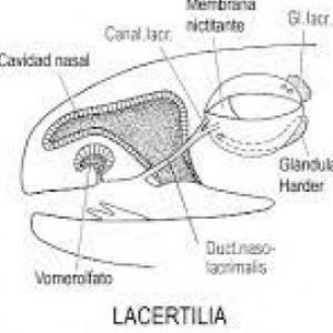 Sistema nervioso