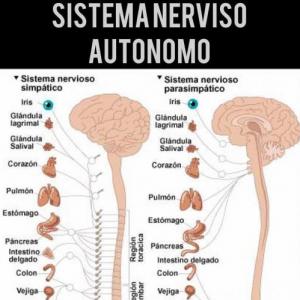 Sistema nervioso autonomo USB