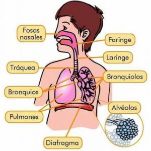 Sistema respiratorio