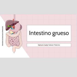 Intestino grueso
