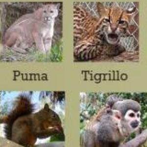 preguntas sobre animales