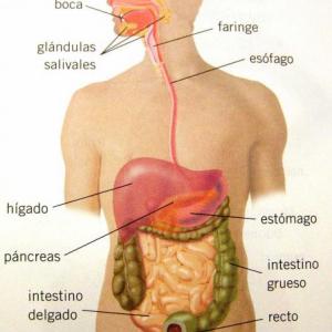 EL APARATO DIGESTIVO