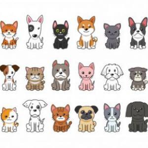 perritos
