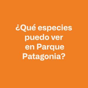 Imagen de portada del videojuego educativo: ¿Qué especies puedo ver en Parque Patagonia?, de la temática Medio ambiente