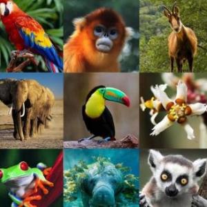 Animales