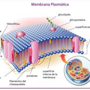 membrana plasmatica