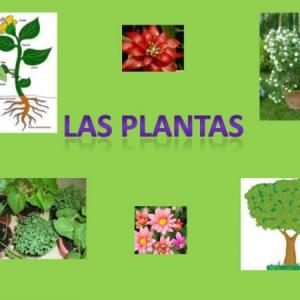 Las Plantas y sus partes