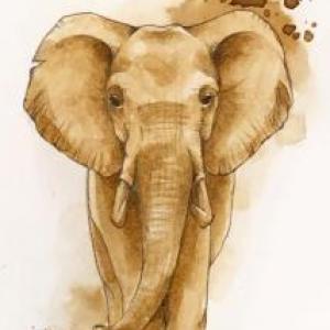 Animales 