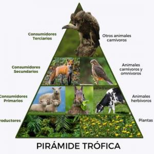 Aprendamos sobre la cadena trófica