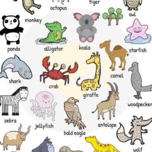 ANIMALS