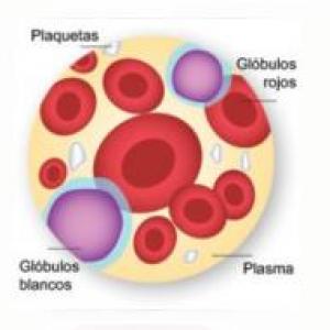 TEJIDO SANGUINEO-HEMATOPOYESIS
