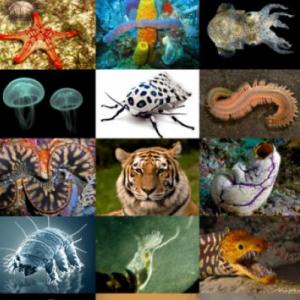 ANIMALES 