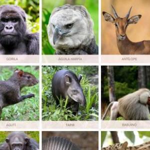 animales de la selva
