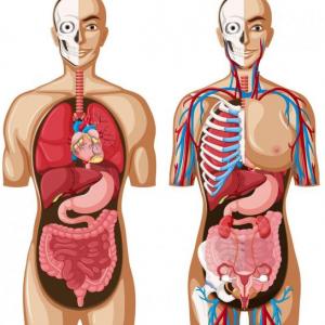 PARTES DEL CUERPO HUMANO