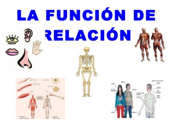 Función de relación