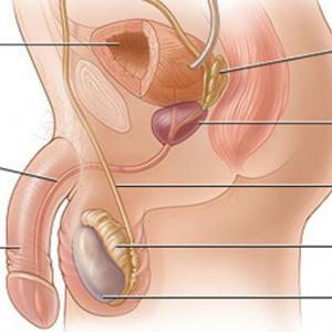 Imagen de portada del videojuego educativo: El aparato reproductor masculino, de la temática Biología