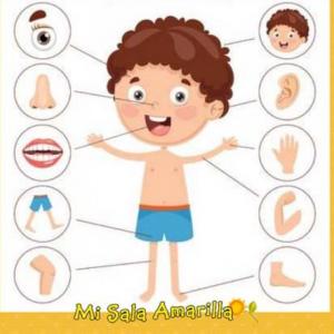 Concer las partes del cuerpo humano
