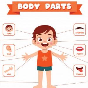 BODY PARTS
