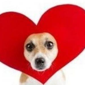 Te amo mi amor jiji