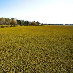 Memoria: Animales de La Pampa