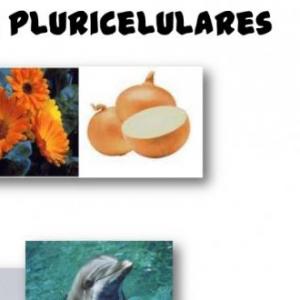 Respiración de los pluricelulares