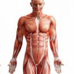 Partes del cuerpo humano