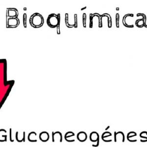 Trivia Gluconeogénesis