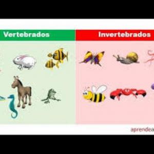 Encuentra vertebrados e invertebrados