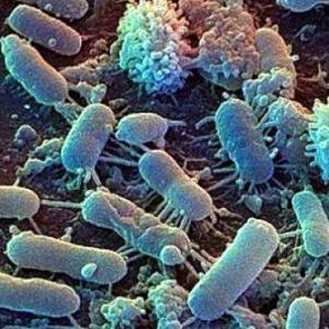 Imagen de portada del videojuego educativo: microorganismos  y    macroorganismos, de la temática Ciencias