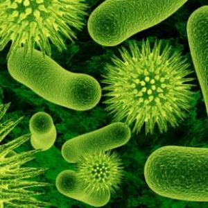 microorganismo