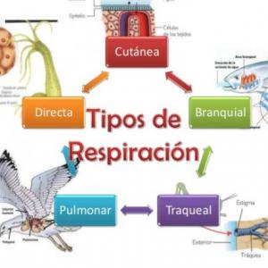 Imagen de portada del videojuego educativo: tipos de respiración, de la temática Biología
