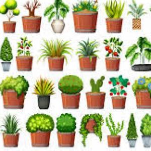 PLANTAS Y FRUTAS