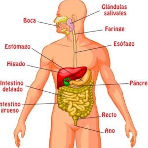 LAS PARTES DEL SISTEMA DIGESTIVO