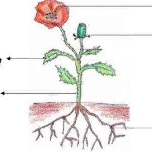 Partes de las plantas