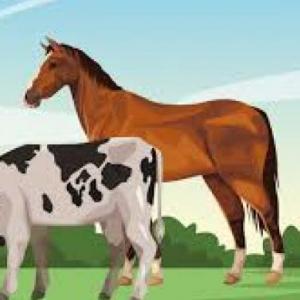 Reconocimiento de los animales