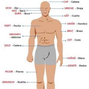 Partes del cuerpo humano
