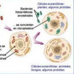 Célula