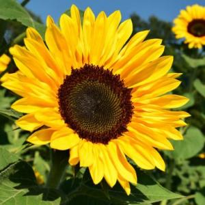 LA LEYENDA DEL GIRASOL