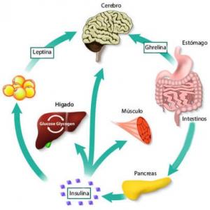 Sistema digestivo y respiratorio de los animales